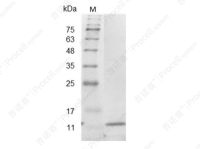 IL-5/EDF/BCDFII/TRF, Mouse, Recombinant