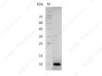 IL-8/MDNCF/NAF/CXCL8, Human, Recombinant