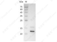 TNF-α/TNFA/TNFSF2, Swine, Recombinant