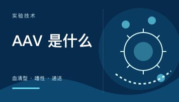 AAV是什么？血清型和组织嗜性到底怎么理解（新手先读这篇）