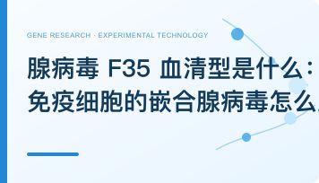 腺病毒 F35 血清型是什么：靶向免疫细胞的嵌合腺病毒怎么用