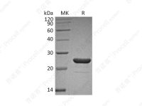 FGF-9/HBGF-9/GAF, Human, Recombinant
