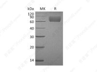 FGFR-3/CD333/FGFR3, Human, Recombinant