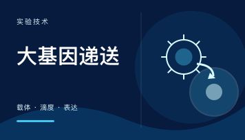 大基因做慢病毒总是滴度低？先换成大基因专用载体 GV747 再说