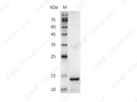 IL-3/MCGF, Human, Recombinant