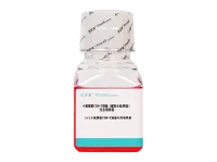 小鼠脾脏CD8+T细胞(磁珠分选/阴选)完全培养基