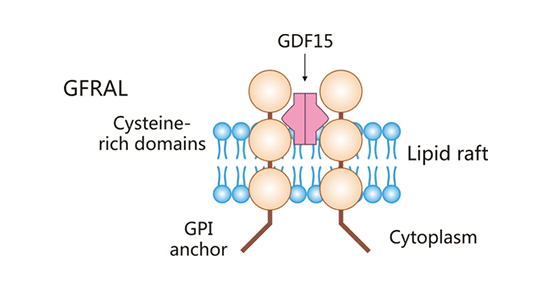 Nature Aging & Cancer Cell双重磅加持：GFRAL靶点迎来黄金窗口期，三大临床路径全面提速