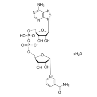 β-烟酰胺腺嘌呤二核苷酸（NAD），53-84-9，Moligand™, ≥95%，阿拉丁
