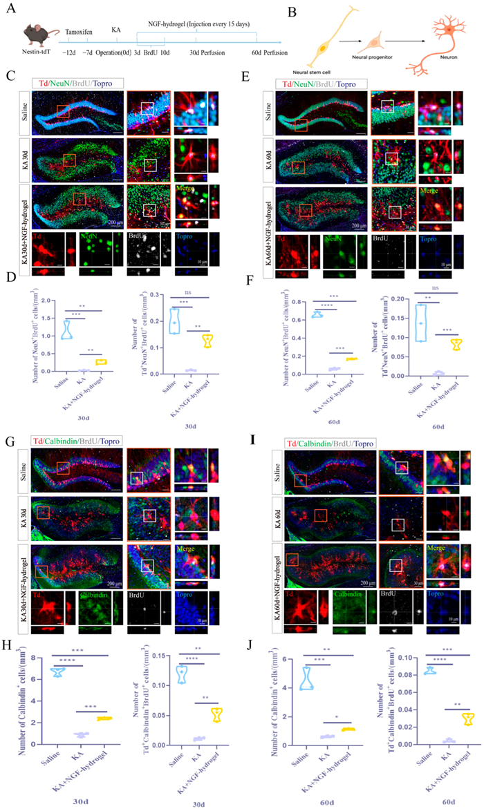 MED64平面微电极矩阵记录系统文章分享,首医大团队发表 “NGF-Hydrogel Ameliorates Aberrant Adult Hippocampal Neurogenesis and Improves Hippocampal Remodeling After Epilepsy” 报告