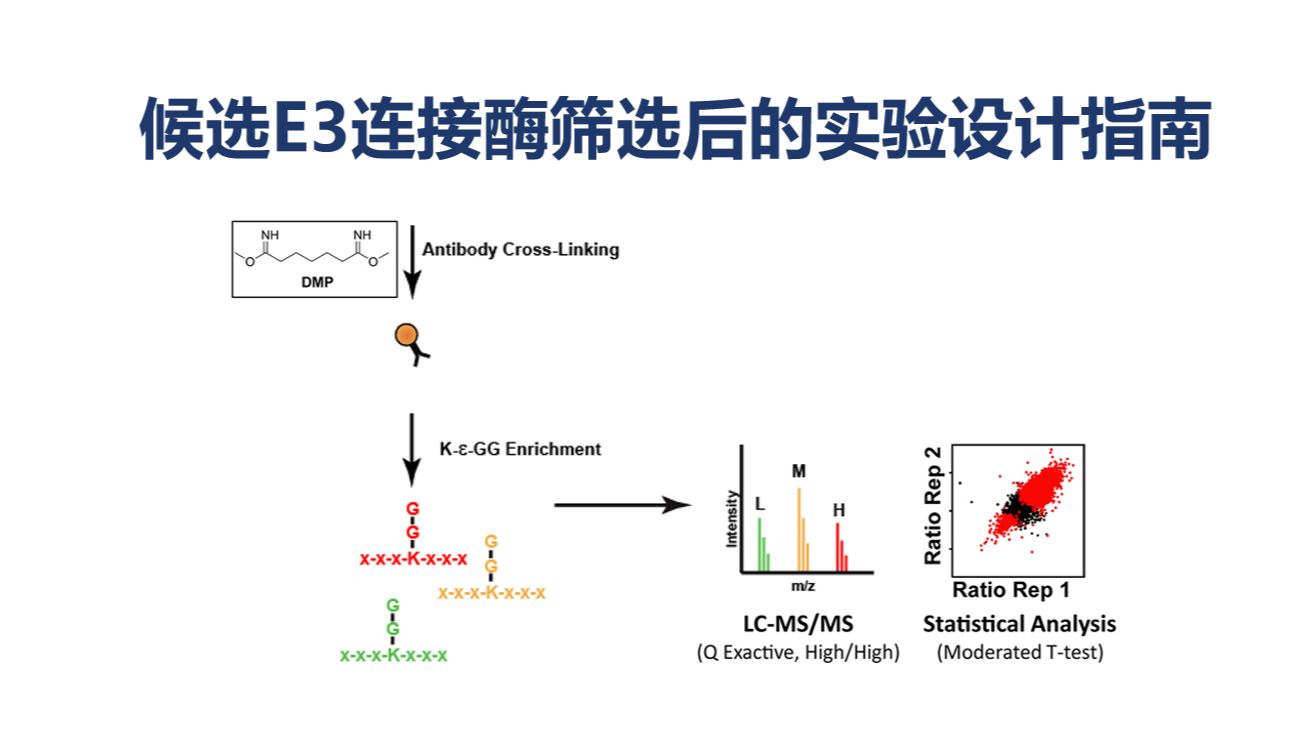 IP-MS筛选到目的蛋白的E3连接酶后，如何进一步鉴定泛素化修饰位点