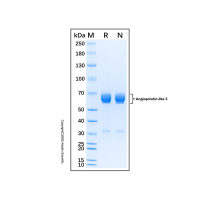 Recombinant Human Angiopoietin-like 3 Protein，无动物源, 无载体, His标签, ≥90%(SDS-PAGE), expressed in HEK293; 见COA，阿拉丁