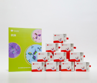 K300003RR Anti-IBA1 Recombinant Antibody
