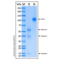 Recombinant Human TGF-beta 1 Protein，无动物源,无载体,生物活性,ActiBioPure™,His标签,≥95%(SDS-PAGE),见COA，阿拉丁