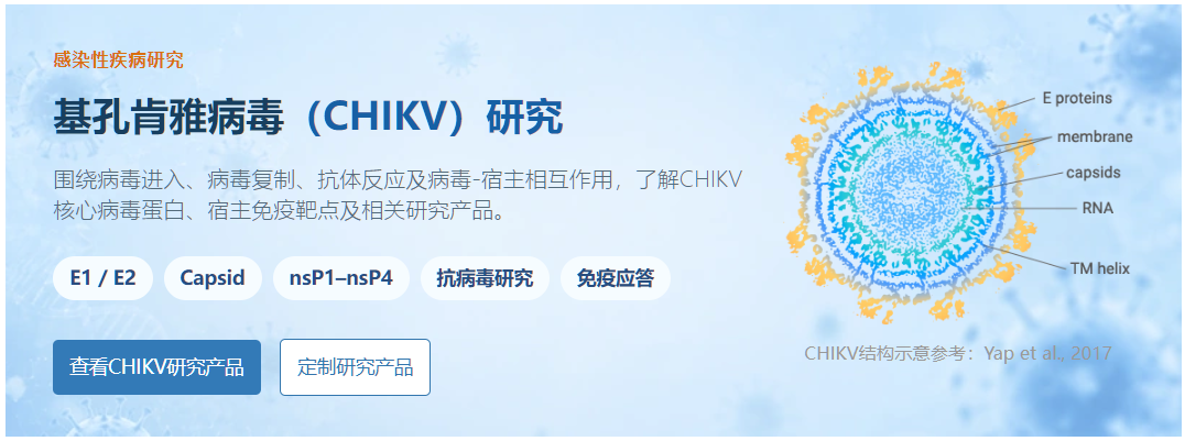 E1/E2/Capsid/nsP1-4：基孔肯雅病毒研究核心靶点及重组蛋白解决方案