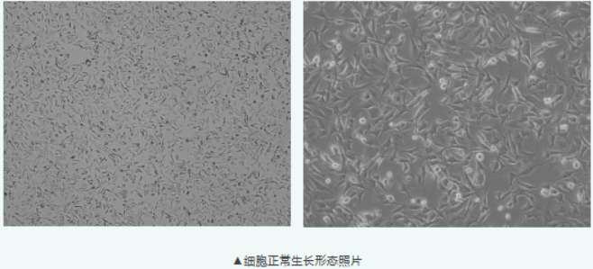 做骨分化的经典小鼠前成骨细胞 MC3T3-E1，怎么养出好状态
