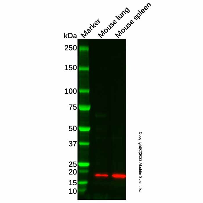 BATF3 Antibody，ExactAb™, Validated, 1.0 mg/mL，阿拉丁