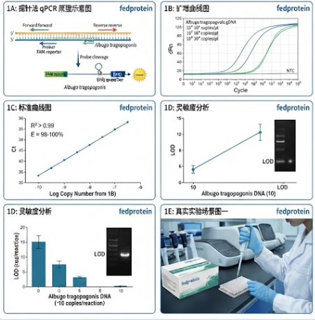 正规的向日葵白锈病菌探针法qPCR试剂盒（不含内参）生产商