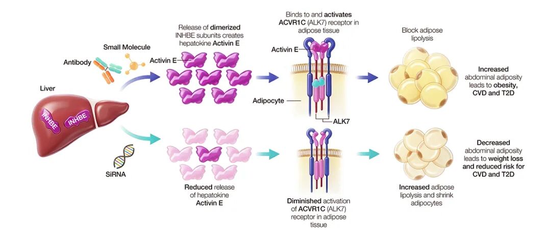 Activin E精准定量：INHBE减重药物研发链条中的“第一块多米诺”