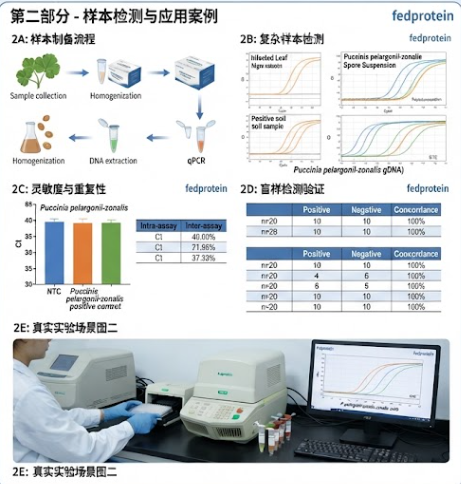 国内靠谱的天竺葵锈病菌探针法qPCR试剂盒（不含内参）供应商有哪些