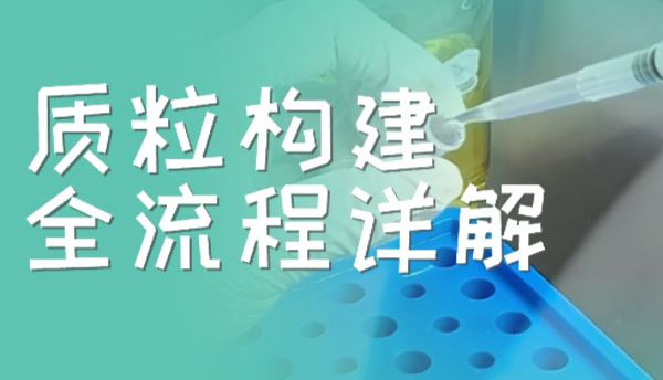 质粒构建全流程详解：从引物设计到测序验证