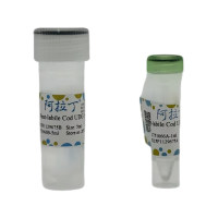 重组尿嘧啶DNA糖基化酶 (热敏UDG, 鳕鱼),59088-21-0,EnzymoPure™, 无DNA酶和RNA酶, 分子生物学级, for DNA and RNA applications, 重组, 1 U/μL ,阿拉丁