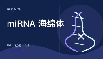 miRNA 海绵体 设计怎么做？连续4个T卡住 U6 时这样绕过去