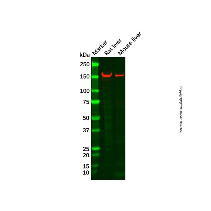 Recombinant Niemann Pick C1 Like 1/NPC1L1 Antibody,重组, ExactAb™, 已验证, 见COA,阿拉丁