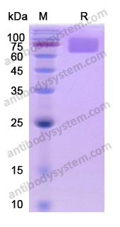 AntibodySystem蛋白抗体 |Recombinant Human CD54/ICAM1 Protein, C-His重组人细胞间粘附分子-1 · 炎症与免疫粘附研究核心蛋白