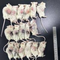 大小鼠膀胱癌模型