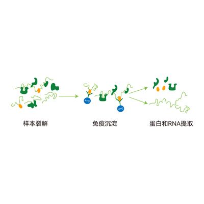 RNA免疫共沉淀(RIP)实验服务