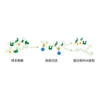 RNA免疫共沉淀（RIP）实验服务