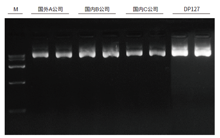 DP127去内毒素质粒大提试剂盒提取质粒电泳图