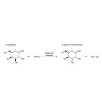 半乳糖氧化酶 来源于树状指孢霉,9028-79-9,EnzymoPure™, ≥30 units/mg dry weight,阿拉丁