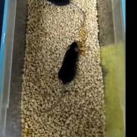 精神分裂症大小鼠模型