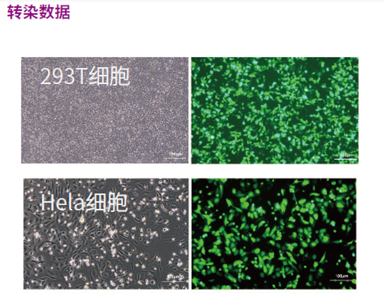 DP127去内毒素质粒大提试剂盒转染细胞结果