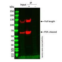 c-Myc 标签免疫(共)沉淀试剂盒(琼脂糖凝胶法),BioReagent, 即用型, for IP,阿拉丁
