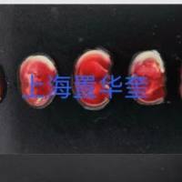 TTC染色实验