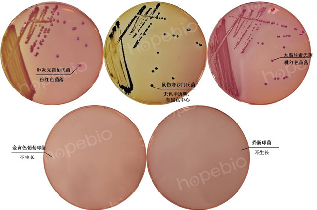 胆盐硫乳琼脂培养基的使用方法与原理