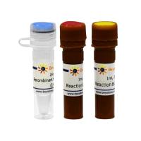 Recombinant Human FTO Protein