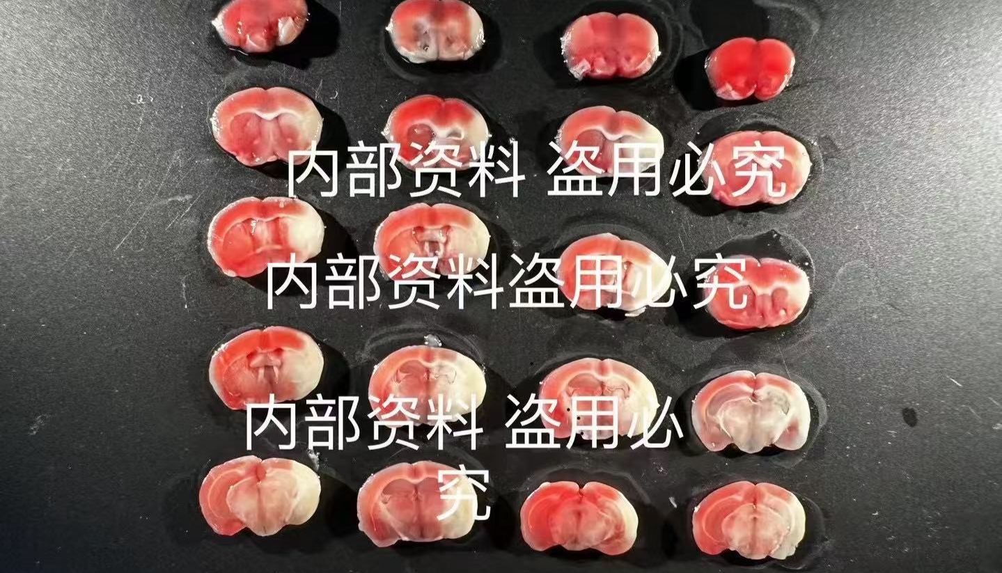 MCAO脑缺血模型如何判断造模成功？血流、TTC与神经功能评价要点