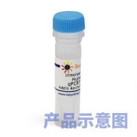 Human FTO qPCR Primer Pair