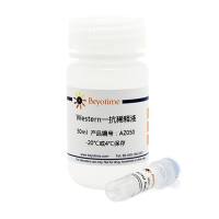 N6-Methyladenosine (m6A) Rabbit Polyclonal Antibody