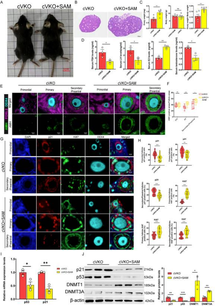 BMG LABTECH多功能酶标仪文献分享, 南京大学牵头发表在IJBS “VDR-Spermidine Axis Protects Against Age-Related Granulosa Cell Dysfunction and Follicular Decline via DNMTs-Mediated p53 Methylation” 报告