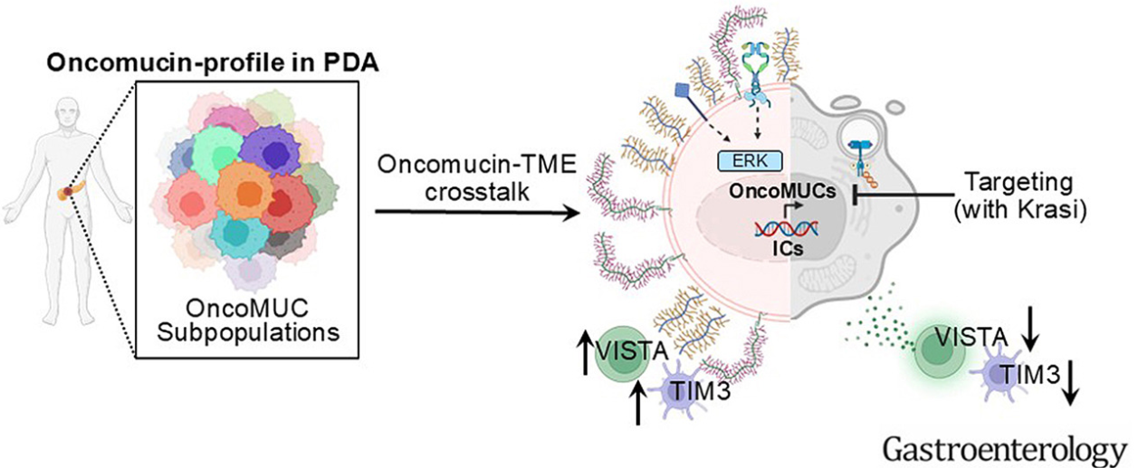 Elabscience®FITC标记抗小鼠CD366/Tim-3抗体助力Gastroenterology研究揭示靶向癌蛋白MUCs增强K-rasG12D抑制剂在胰腺癌中的免疫治疗疗效