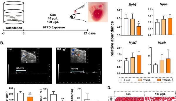 轮胎毒物6PPD损伤心脏，YKT6竟能逆转危机！