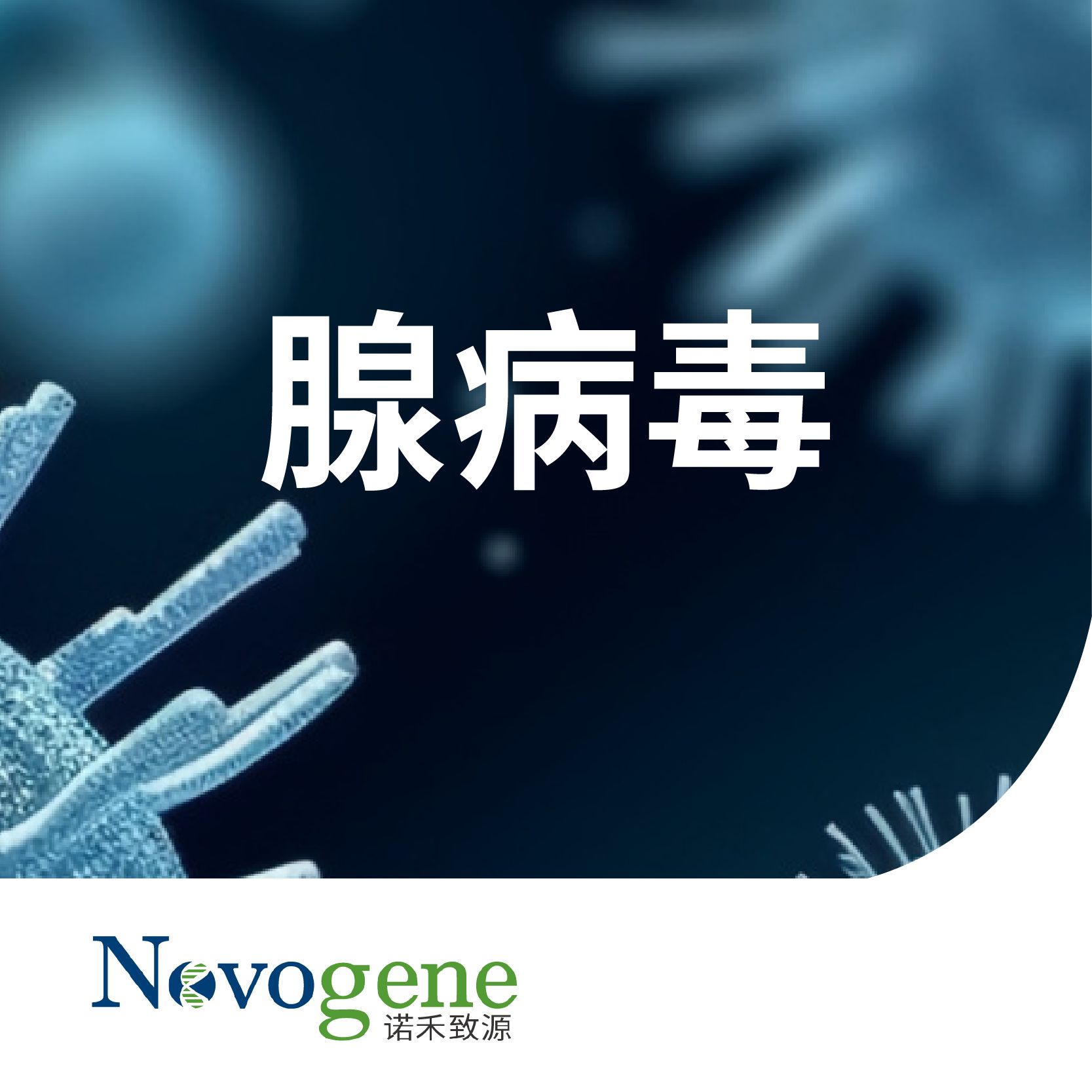 腺病毒