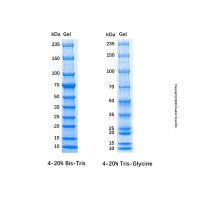 非预染蛋白Marker (10-235kDa) ，for western blot, 适用于电泳, 10-235kDa; 10/ 15/ 20/ 25/ 35/ 50/ 70/ 100/ 150/ 235kDa，阿拉丁