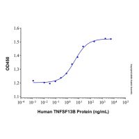 Recombinant Human BAFF/BLyS/TNFSF13B Protein,无载体,生物活性,ActiBioPure™,高性能,PBS Only,≥90%(SDS-PAGE),见COA,阿拉丁