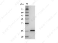 TNF-α/TNFA/TNFSF2, Human, Recombinant