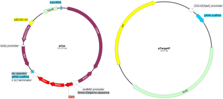 CRISPR-Cas9基因编辑实战：从流程梳理到高频问题一网打尽